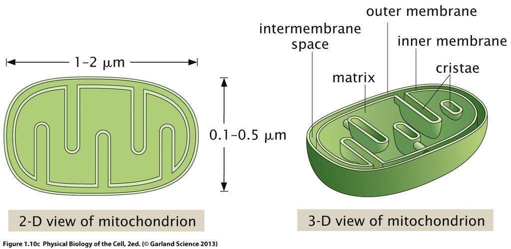 2D or 3D representation? The conceptual elements are the same: 1. Mitochondria are closed, membrane bound organelles 2.
