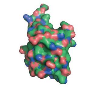 protein ubiquitin Solvent-accessible