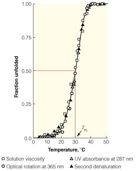 Heat-induced denaturation of RNase A Denaturation was measured by viscosity ( ), optical rotation (O), or UV absorbance (Δ).