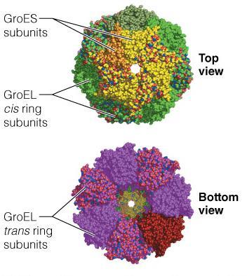 Chaperonins: Protein complexes that facilitate protein folding The GroEL/ES
