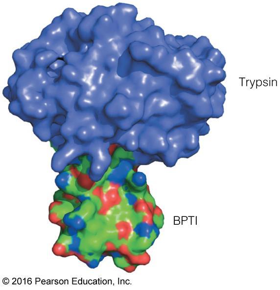 Interaction between trypsin and bovine pancreatic trypsin inhibitor Heterotypic