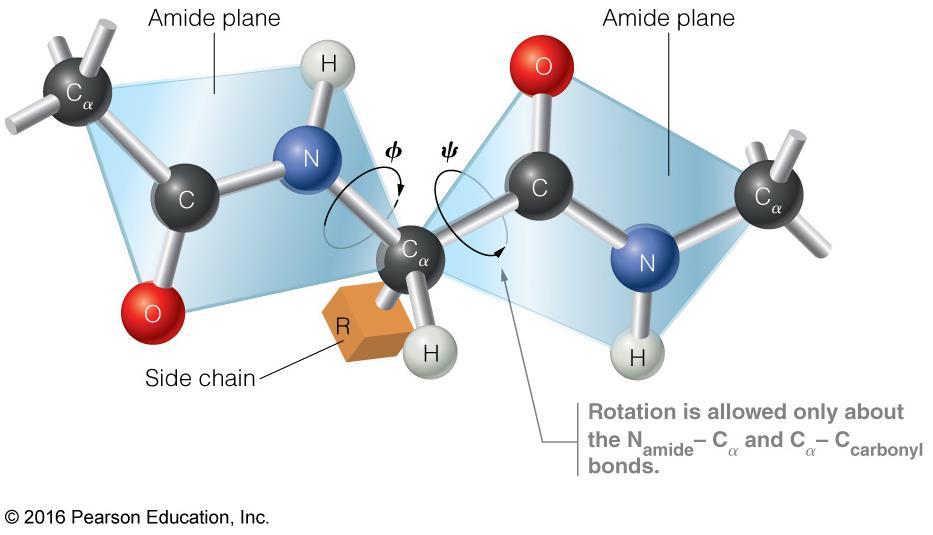 Rotation around bonds in a polypeptide backbone The positions of the six atoms in each amide plane are essentially fixed; thus, free rotation is allowed about the C α