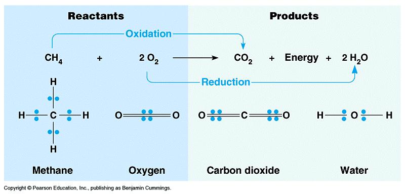 REDOX REACTIONS ARE EXERGONIC (RELEASE ENERGY) WHEN ELECTRONS MOVE CLOSER TO ELECTRONEGATIVE ATOMS ELECTRONS LOSE POTENTIAL ENERGY WHEN THEY MOVE CLOSE TO ELECTRONEGATIVE ATOMS A reduction is