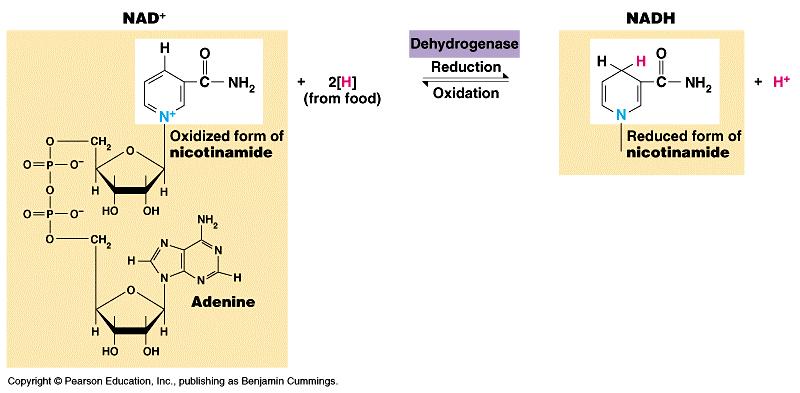 The reduced NADH is at a higher potential energy state than NAD+ because the pyrimidine ring is less stable when it is