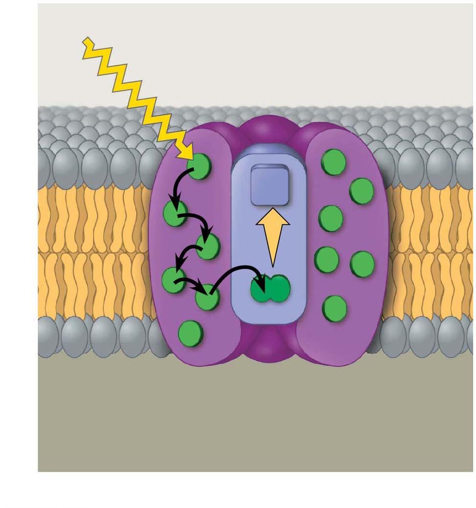 Thylakoid membrane Figure 8.