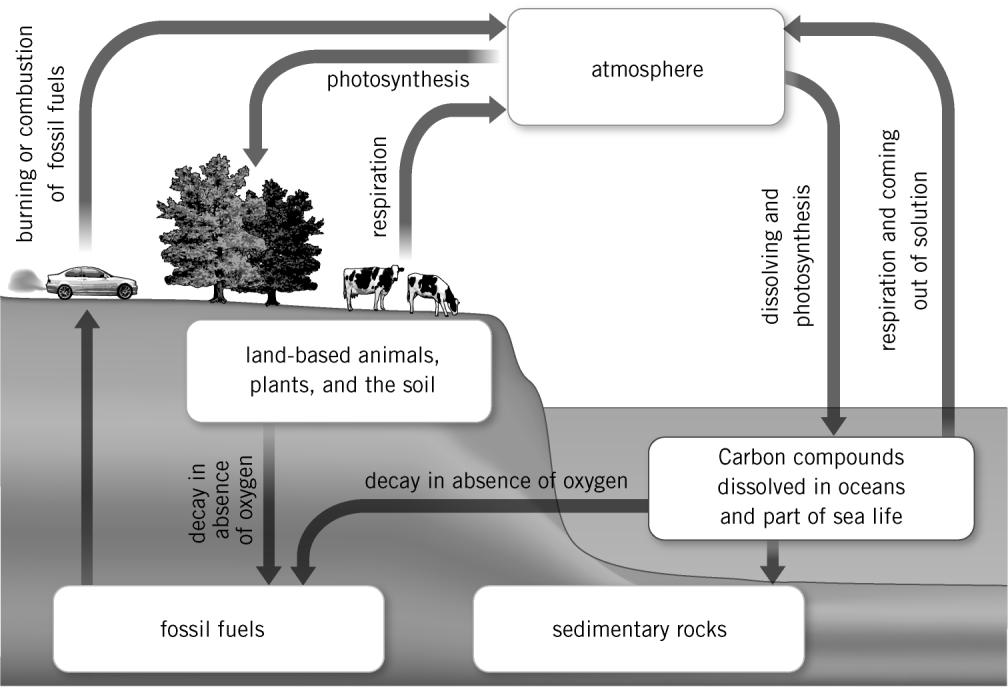 Task 3: The carbon cycle Use the diagram of the carbon cycle below to answer the following questions. 1 Identify the five carbon stores in the carbon cycle.