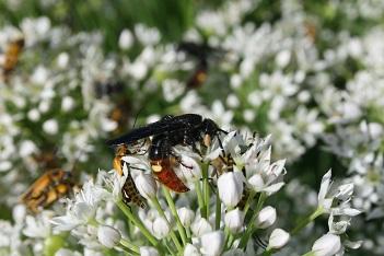 edu/extension September 13, 2018 No 21 Scolia dubia: Parasitoid of Green June Beetle Larvae Goldenrod Soldier Beetles Household Pests of Kansas is now available!