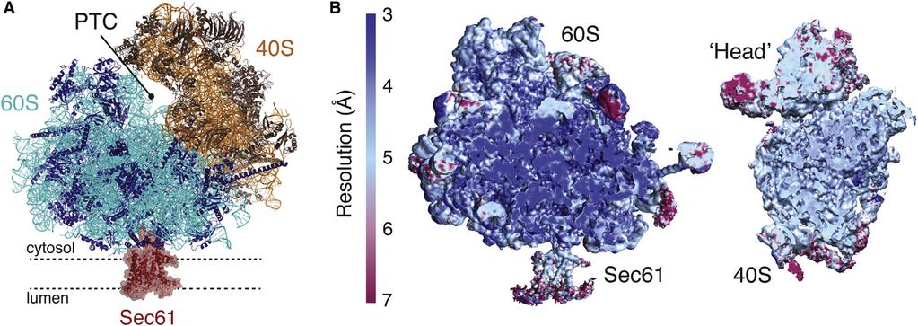Mammalian Ribosome-Translocon Complex Peptidyl transferase center ER membrane MCB$110$'$Part$III$ $Spring,$2018! Figure 1.