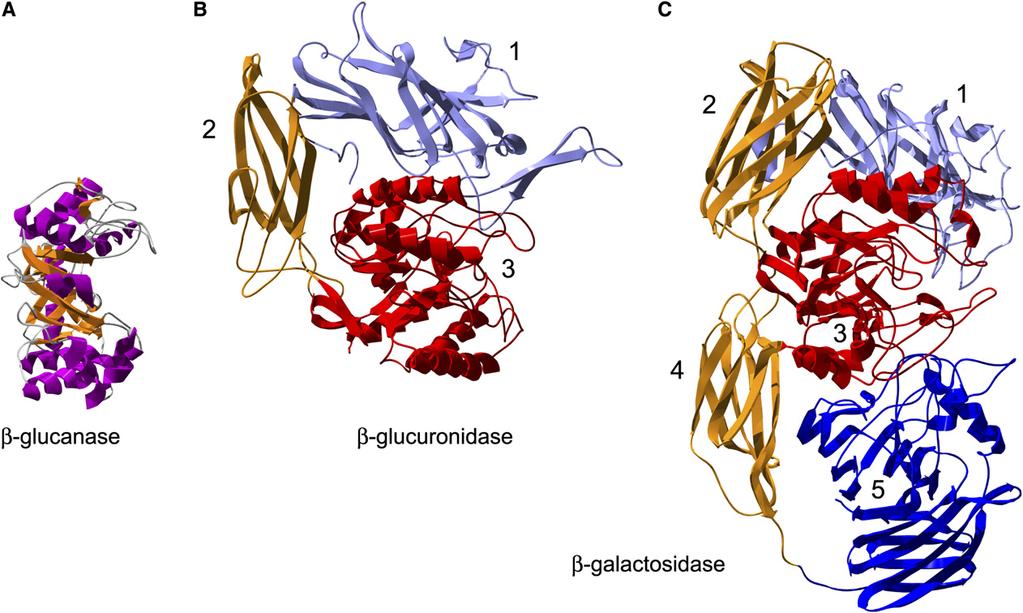 GTP hydrolysis in the P-loop domain drives the conformational change in the Translation Proteins domain, which is then transmitted onto the ribosome.