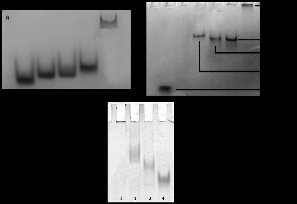 Figure S1. Gel electrophoresis image of formation of X-shaped connector (a) and nanoassembly building unit (b).