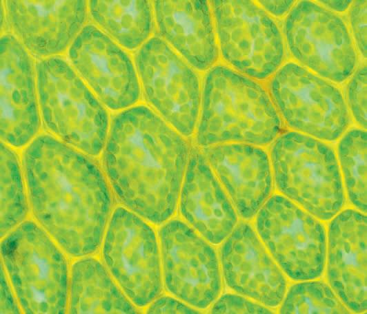 All plants and animals have one thing in common. Their parts are made of tiny building blocks called cells. Cells in living things are so small that you need a microscope to see them.