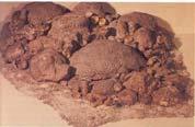Fossils Fossil - evidence of past life remains preserved bones, skin, etc trace footprints, coprolites, etc By combining rock type (detrital, chemical, organic) and name, sediment size,
