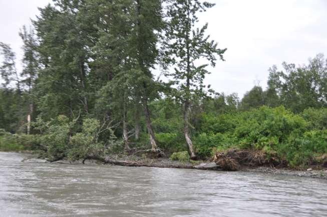 Photograph 2. June 26, 2012 Middle Susitna River between Three Rivers Confluence and Gold Creek.