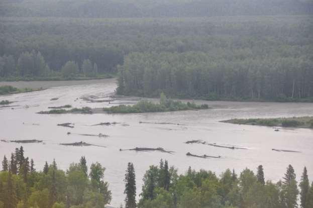Photograph 10. June 30, 2012 Lower Susitna River between Talkeetna and Willow.