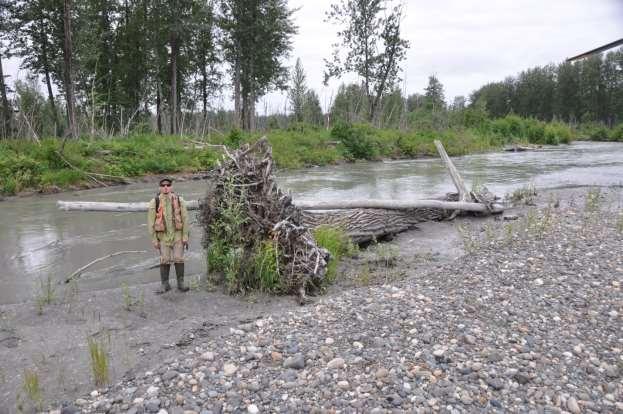 7.3. Wood Debris: Stable Log Jams and Scour Pools Photograph 11. July 2, 2012 Lower Susitna River below Talkeetna.