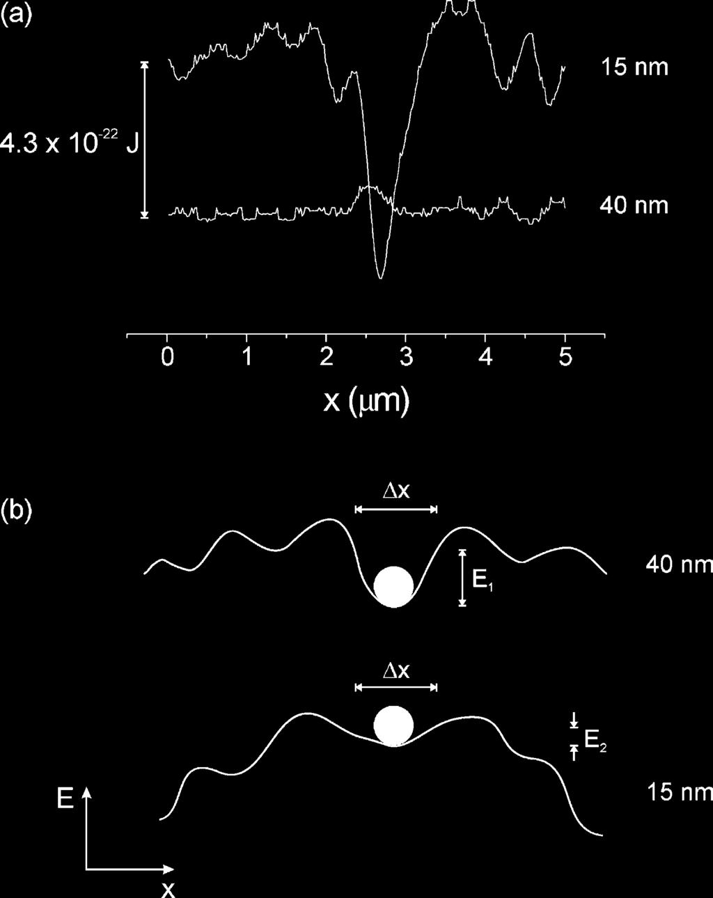 nm; (c) resonance frequency shift; (d) corresponding dissipation signal at a constant scan height of 15 nm. Lines in (b) and (d) illustrate the position of cross-sections shown in Fig. 5.
