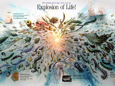 Is there a good side to a mass extinction?