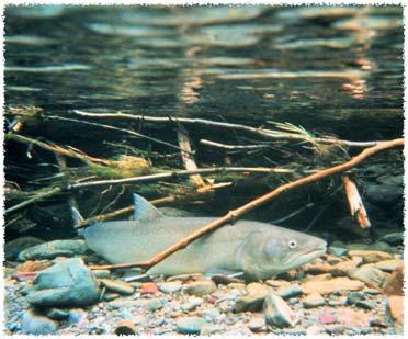 Rationale 20 º C 68 º F Threatened Bull Trout Danger Stream temperature research is