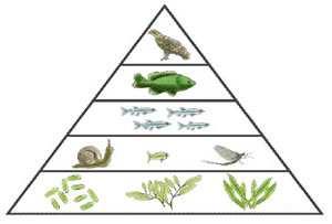 150 B-3.6 What type of pyramid shows the energy available at each trophic level in an ecosystem? 151 B-3.6 152 B-3.
