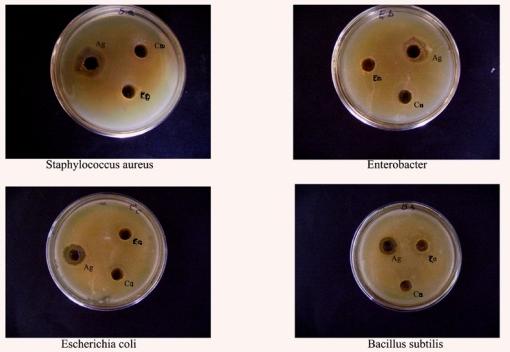 Fig 7: Images of antibacterial activity of different concentrations of silver nanoparticles (1 µg, 5 µg, 10 µg) on Staphylococcus aureus, Enterobacter, E.