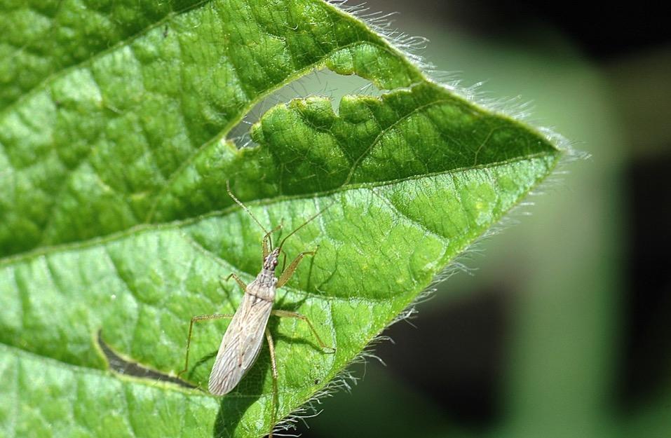 Predators: True Bugs Damsel Bugs Fast moving, small (1/2 ) Enlarged forelegs,