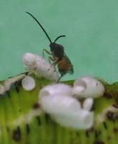 Wasps and flies Photo credits: