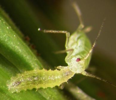 eat hundreds of aphids a week Bee mimics