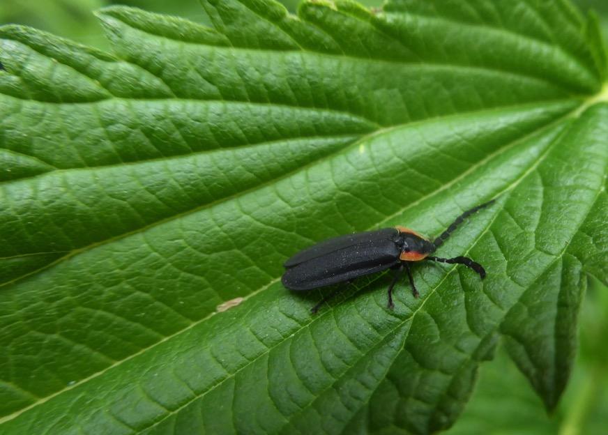 Predators: Beetles Fireflies Actually