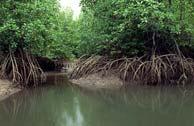 Mangrove Wetlands Important