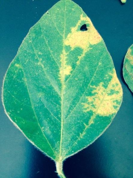 Figure 1. Foliar symptoms of SVND on a soybean leaf. 35 3 SVNVD Symptoms (%) 25 2 15 1 5 Early Late Early Late Figure 2.
