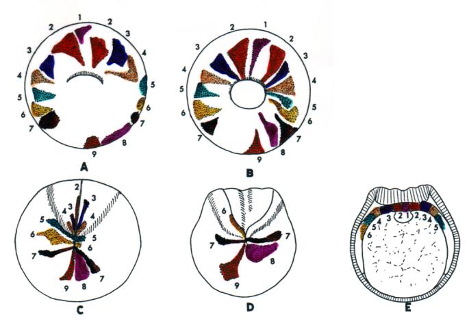 Animal- polarity in Xenopus oocytes Pigmentation Nucleus/Yolk Fate mapping amphibian embryos mrna gv YP VegT Animal- polarity is established during oogenesis.