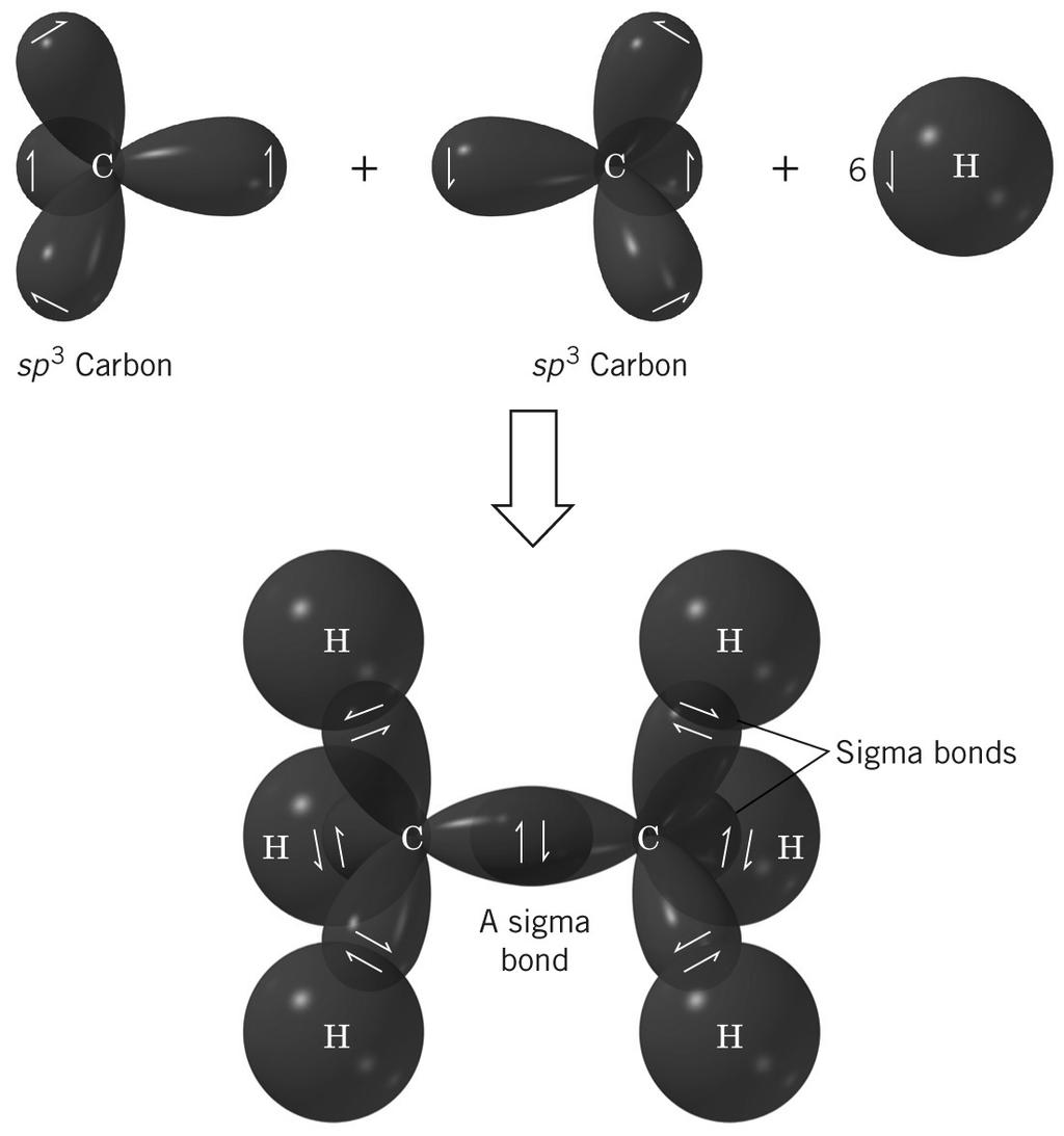 Orbitals and Bonding: Hydrogen When the 1s orbital of one H atom overlaps with the 1s orbital of another H atom, a sigma (σ) bond that concentrates electron