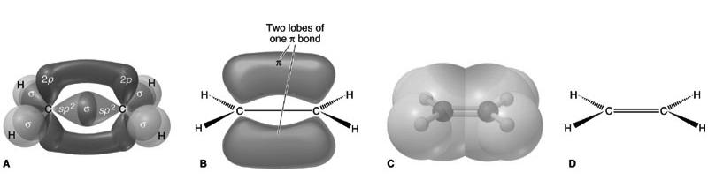 bonded nuclei.