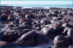 Modern stromatolites in Shark Bay, Australia Where did life originate?