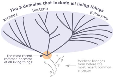 Origins and biochemical evidence By studying the basic biochemistry shared by many organisms, we can begin to piece together how biochemical systems evolved near the root of the tree of life.