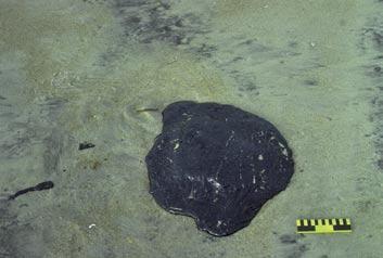 discrete accumulations of oil > 10 cm in diameter (seen here