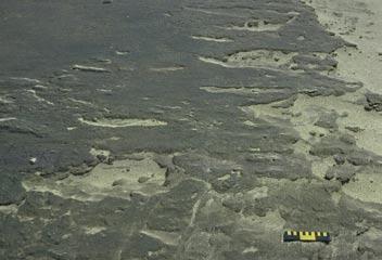 Oil Residue non-cohesive, heavily oiled surface