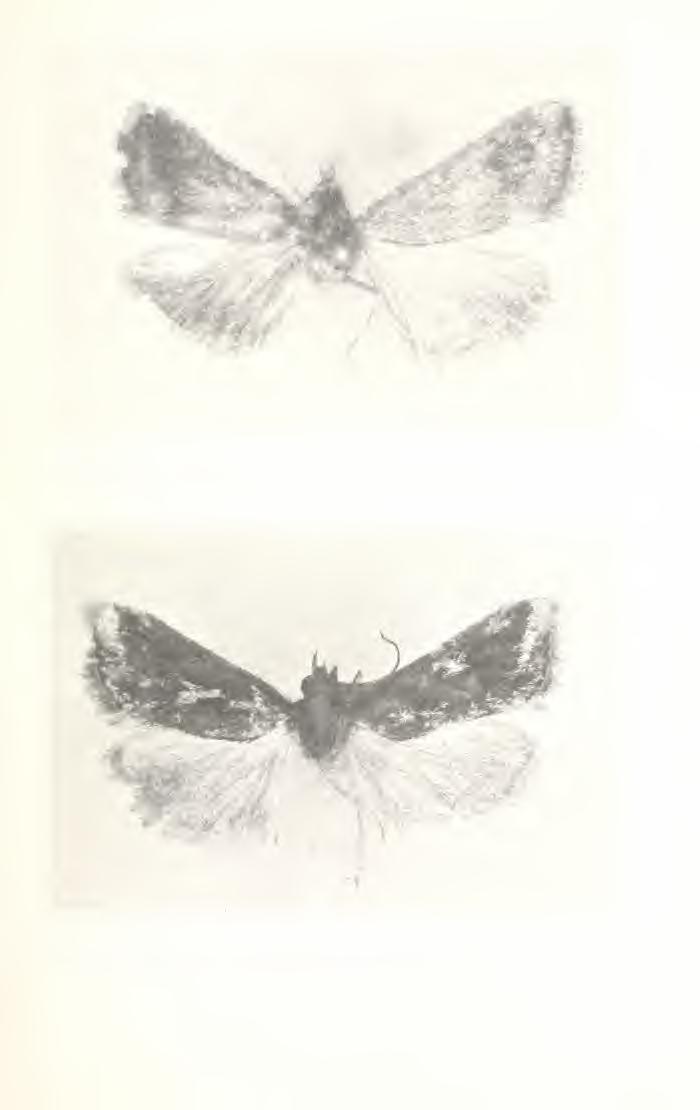 Societas Europaea Lepidopterologica; download unter http://www.
