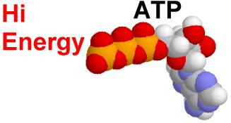 3. Third phosphate bonded to ADP by a HIGHER ENERGY BOND to form Adenosine TriPhosphate Adenine Ribose 3 Phosphate