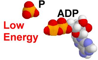 ATTACHING 3 rd PHOSPHATE ADP ATP requires energy energy STORED in the last higher energy bond.