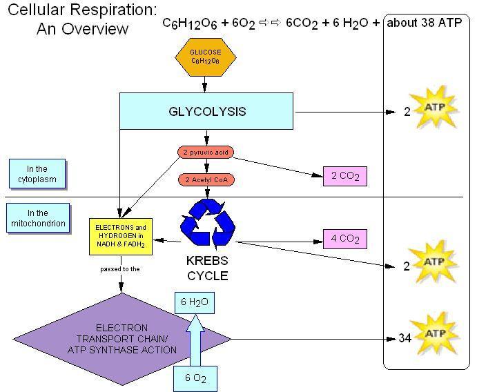 4:5 Cellular Respiration OXIDATION: the release of energy from a substance accomplished by adding oxygen or removing hydrogen OXIDATION is a sudden release of energy.