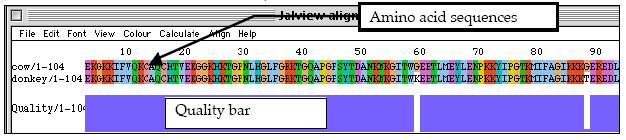 There are several important features of this display: The amino acid sequences are listed left to right from amino to carboxyl ends.