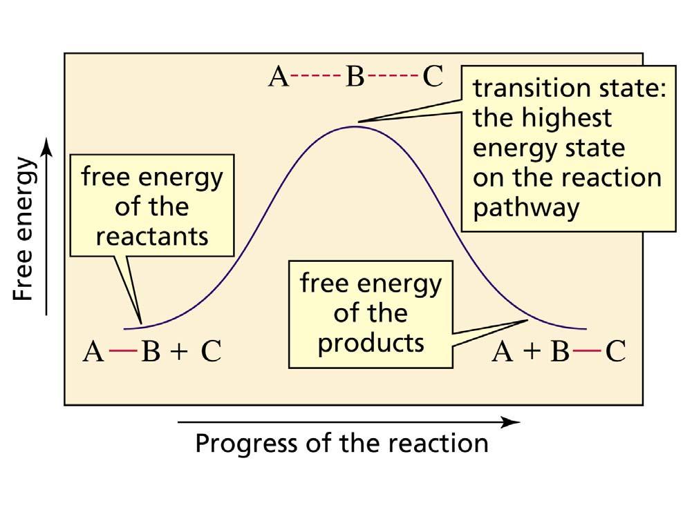 A Reaction Coordinate Diagram Describes the Reaction