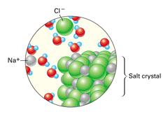 chloride ions attract the hydrogen ends of the water molecules. As a result, water molecules surround each ion, breaking the salt crystal apart in the process.