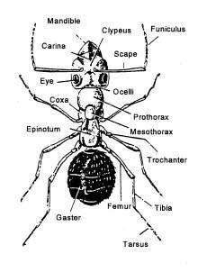 3 II. Structure of Arthropods Anyone studying insects should have a basic knowledge of insect structure. The following diagrams label the basic structural parts of insects. Figure 2.