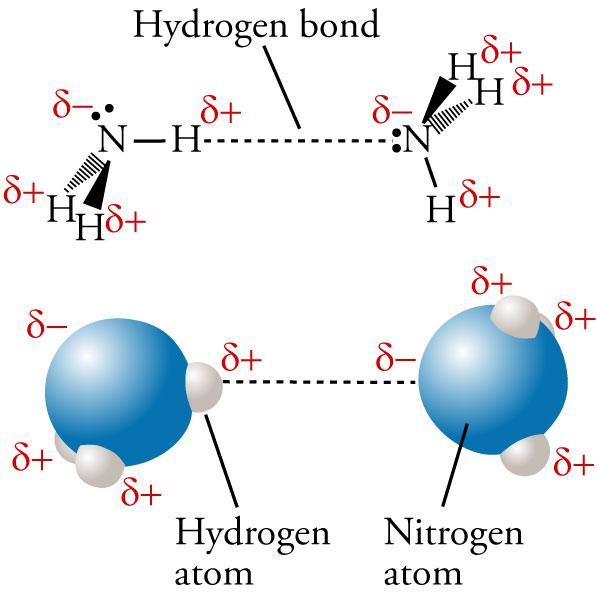 Hydrogen Bonds in Ammonia In NH 3, the hydrogen bond is between the partial