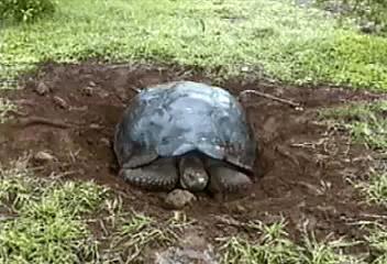 Video: Galápagos Tortoise Charles Darwin s Observations Darwin observed that 1.