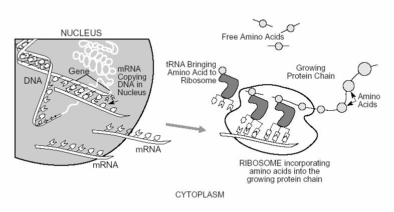 Figure 2.3: DNA is transcribed in the nucleus into RNA. RNA is transported out of the nucleus and links up with a ribosome which translates the RNA into a protein.