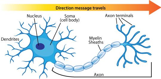 Neural Networks Inspired by biological neurons (nerve cells) Neurons are connected to each other, and receive and send electrical pulses.