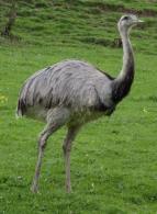 Emu (Austrailia) Ostrich (Africa) Species